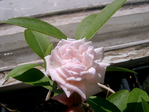 roza1