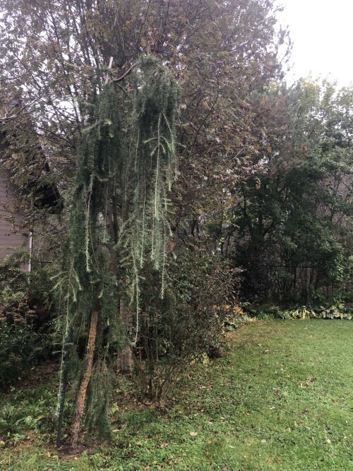  Pendula
