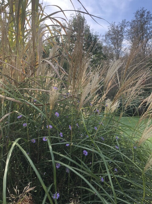  turbinellus ex Great Dixter