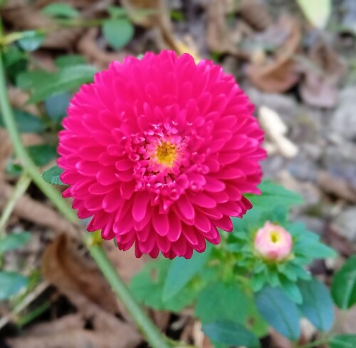 aster 26 SEP pamp