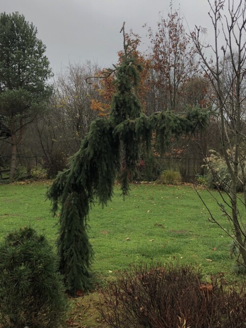   Pendula Bruns