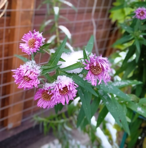 aster-4-nov15f5faf83348bc18.jpg