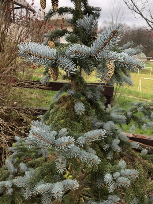  Hoopsii 