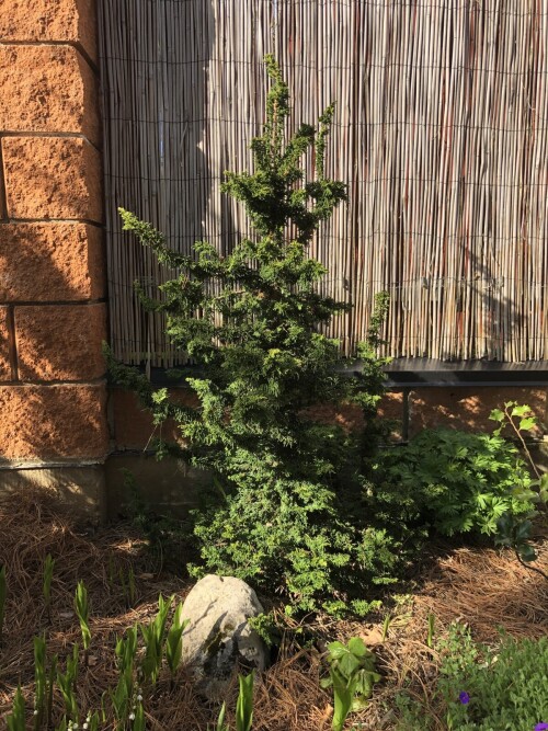  Malonyana Holub