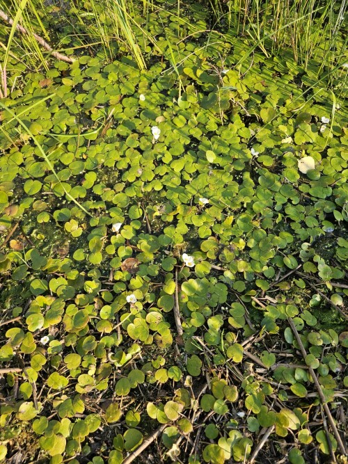 LYGUSATNIKf1746a3416578490.jpg