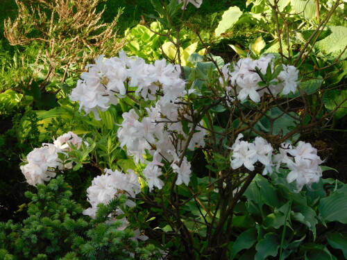 DSCN5044