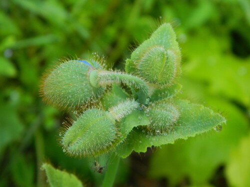 DSCN5038