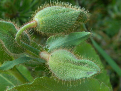 DSCN5222