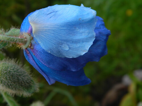 DSCN5267