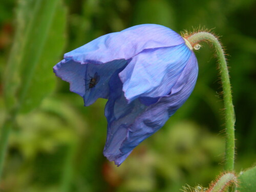 DSCN5468