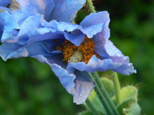 DSCN6013