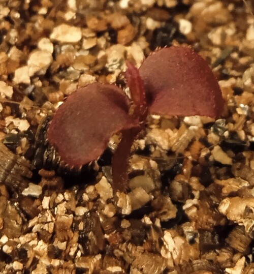 tau-seedling-4-jane0d9c17925df5e2b.jpg