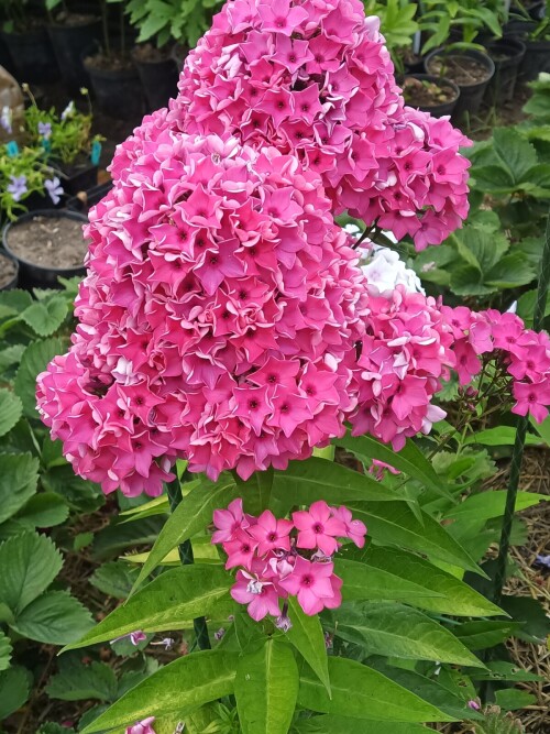 Флокс Марьина роща 4 (3)
