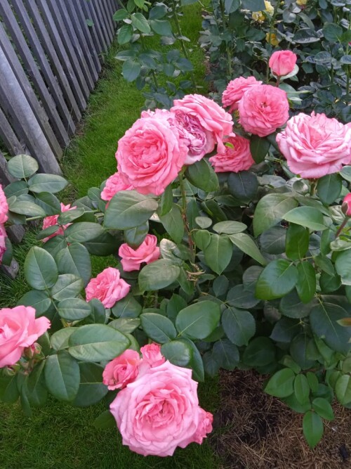 IMG 20240704 WA0000