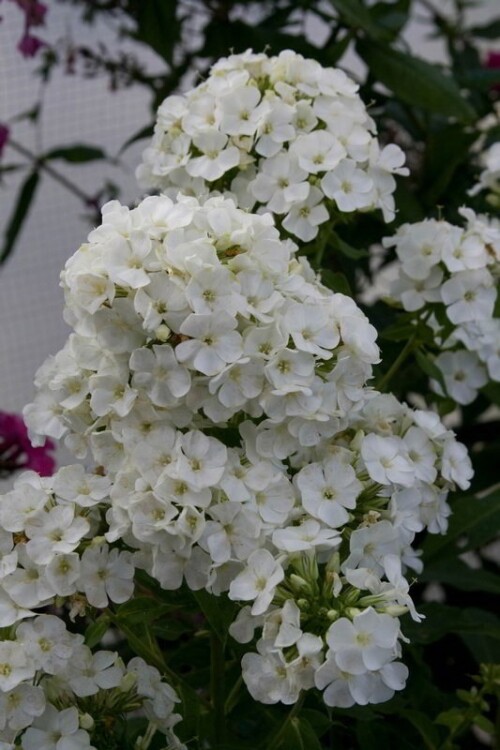FLOKS-ZELENAY-BUSINKA1c2277df58d50dc6.jpg