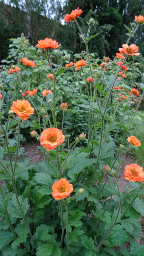 GRAVILAT-Totally-Tangerine-13014ad6299bd233c.jpg