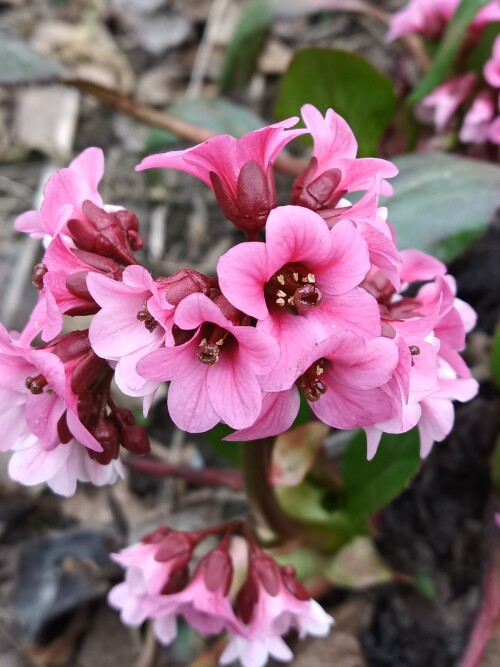 Бадан Pink Dragonfly 1.7