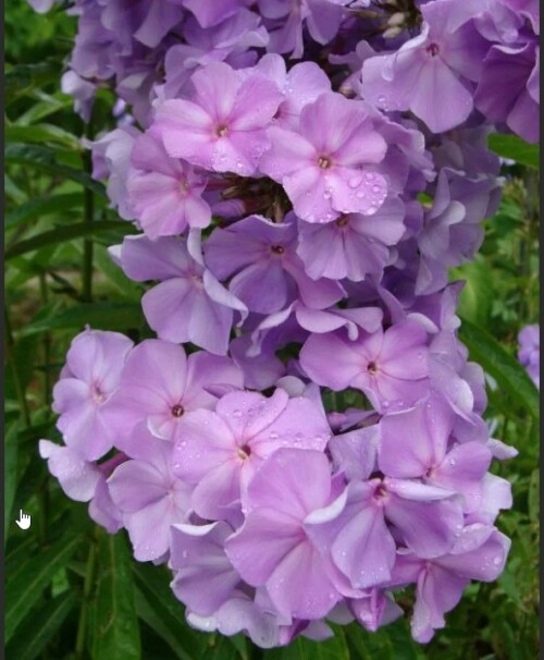 FLOKS-Lilac-Time-1.3736d548b716505ba.jpg