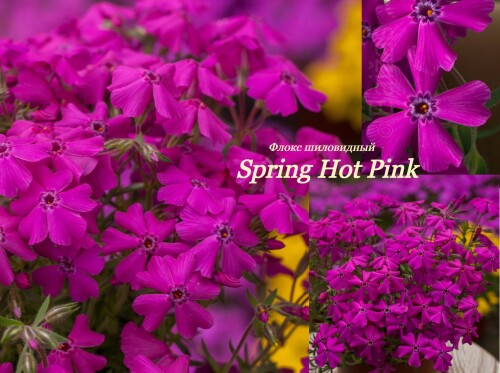 FLOKS-SILOVIDNYI-Spring-Hot-Pink-1.18405b85ad6caaff7.jpg