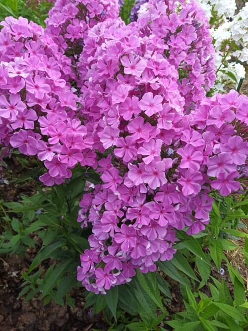 FLOKS-MERTAYSII-3cf0281abc490249d.jpg