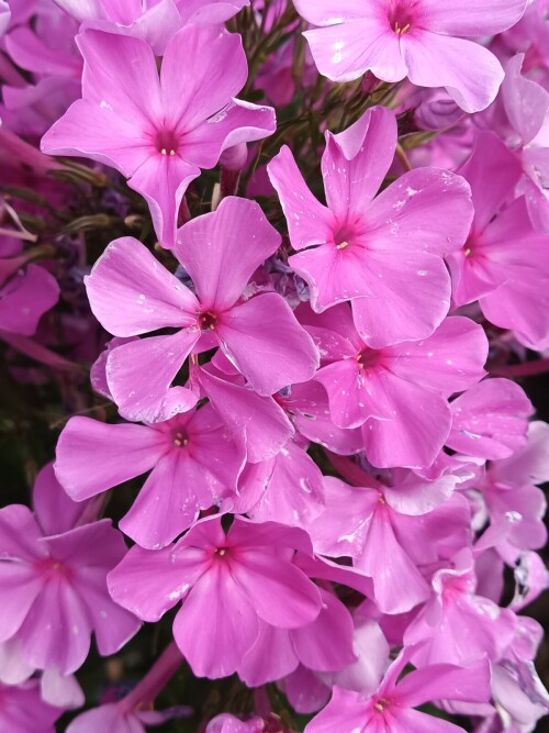 FLOKS-MERTAYSII-5-4b482187f00dbe885.jpg