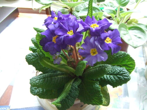 DSCF3048