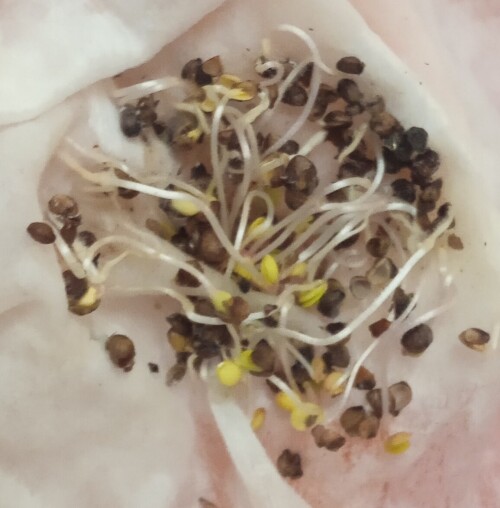 rose-seedling-10-feba02d2c1951461977.jpg