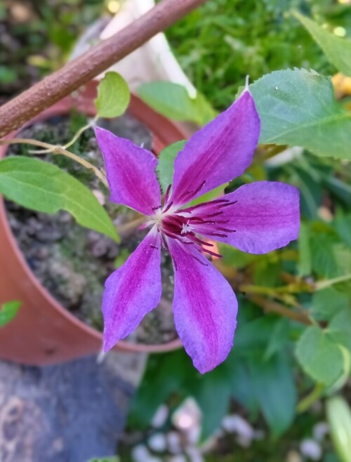  2seedling 8 jul
