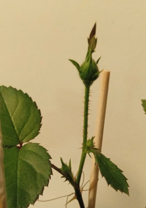 rose-seedling-24-febeac98fffa62ebd4f.jpg