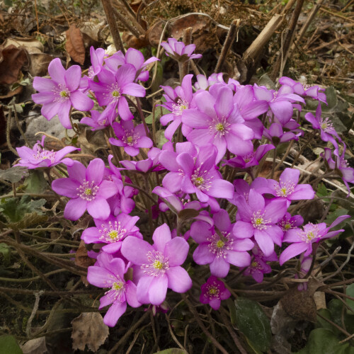 PECENOCNITA-ROZe941d86c07499176.jpg