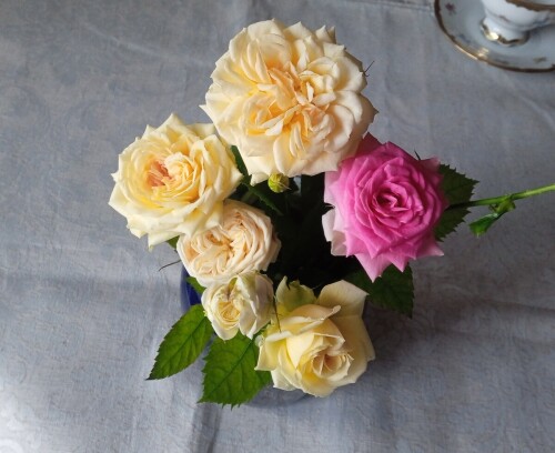 spring roses 21 mar