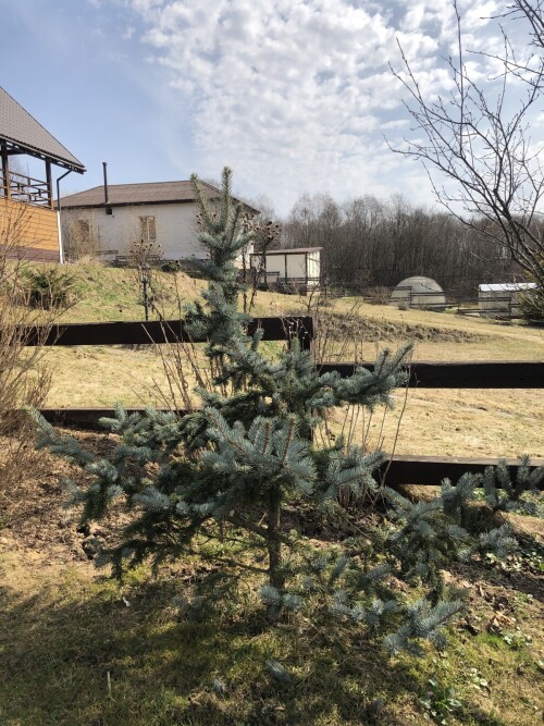  Hoopsii