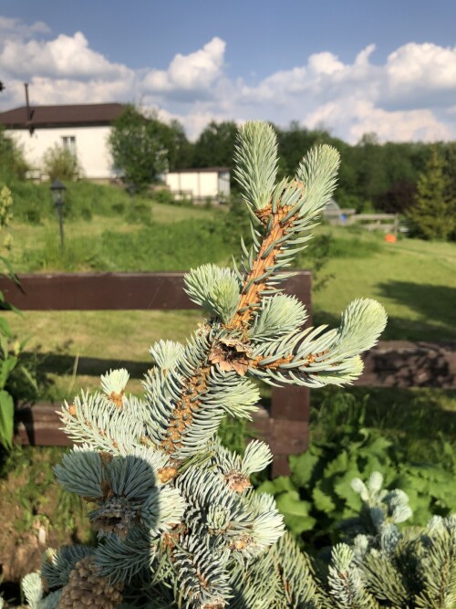  Hoopsii