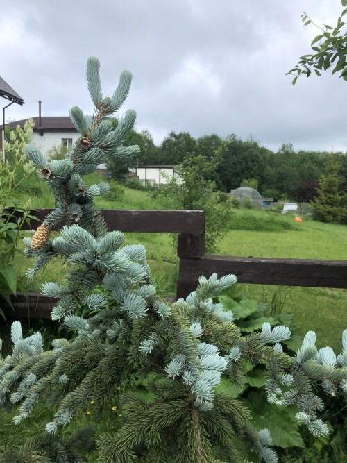  Hoopsii  