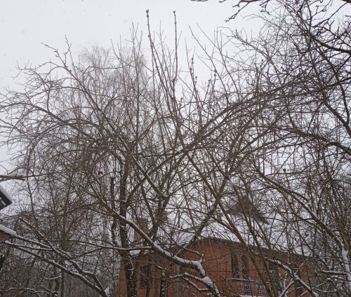 wealthy-apple-tree-6-apr26f79e8b60514cca.jpg