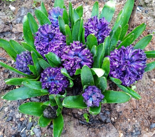 1-may-2537b27480b45af2e5.jpg
