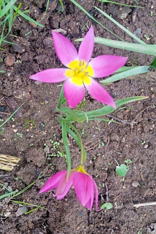eastern-star-3-mayac19b012843525a2.jpg