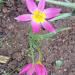 eastern-star-3-mayac19b012843525a2