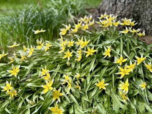 Tulipa dasystemon tarda