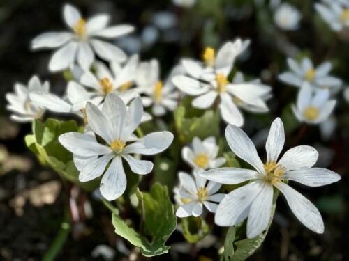 Sanguinaria canadensis