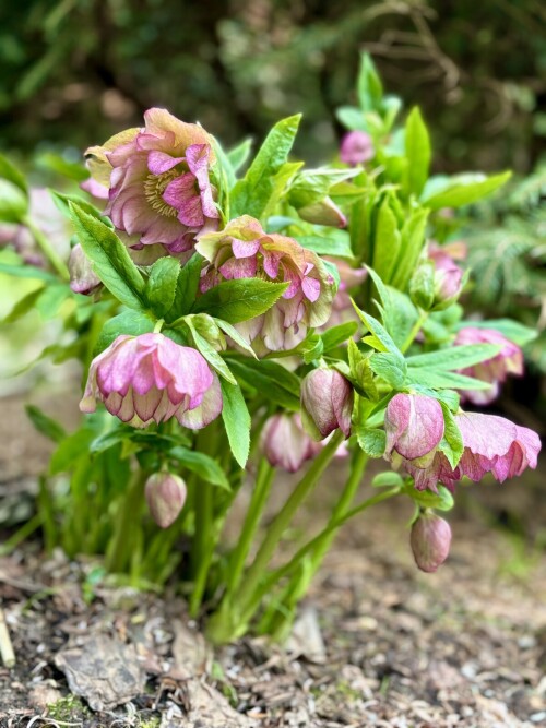 Helleborus Double Ellen® Picotee