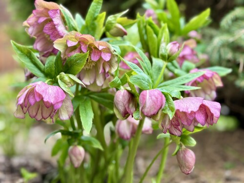 Helleborus Double Ellen® Picotee