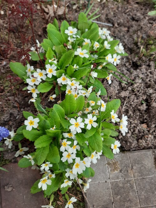 PRIMULA-BELAY31201f7e09553244.jpg
