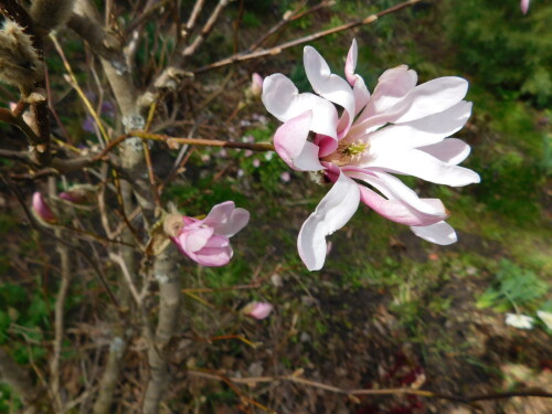 DSCN8619