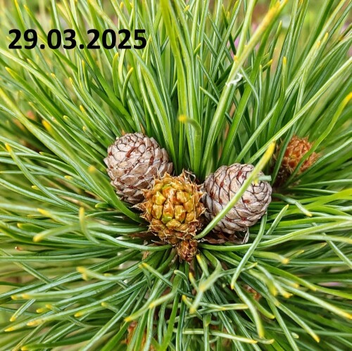 20250329_SISKA5cef582496e517b3.jpg