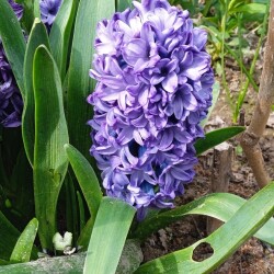 blue-trophy-17-mef3cbcc787fbdb67