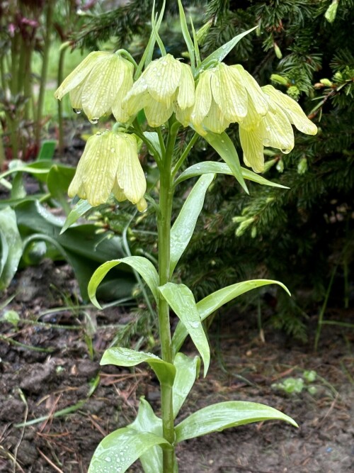 Fritillaria pallidiflora
