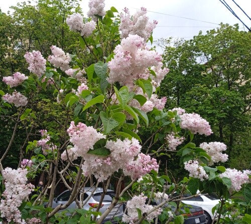 lilac-Moscow-16347134a95786378.jpg