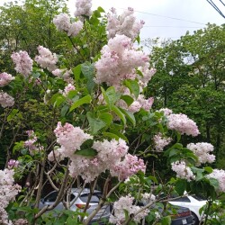 lilac-Moscow-16347134a95786378