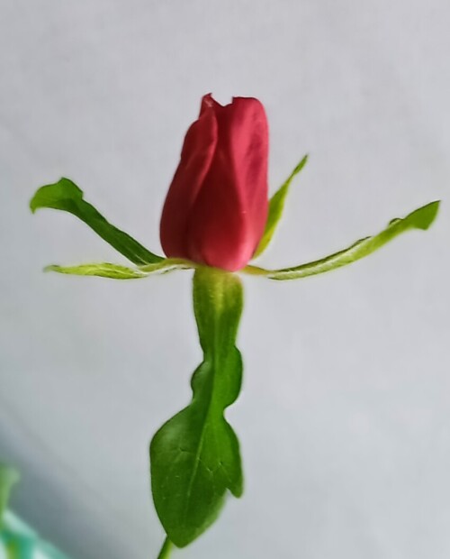 red-seedling-20-mayd41b2964447891b2.jpg